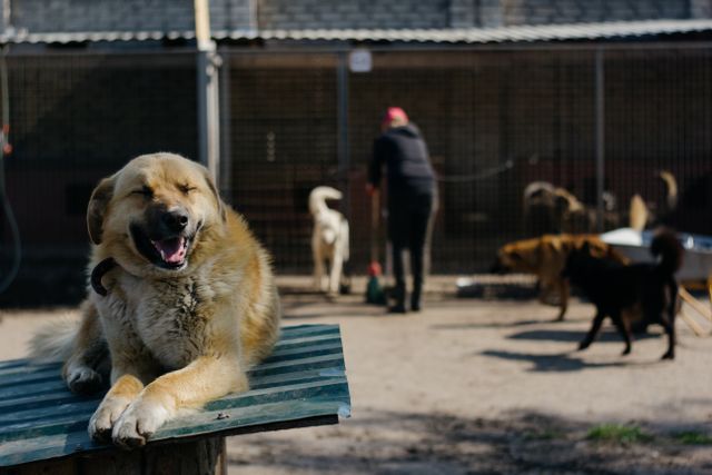 From Check-Ins to Daily Care: Where AI Fits Into the Future of Pet Daycare